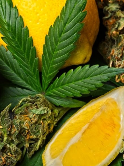 Cannabis Terpenes and Cultivars – $250